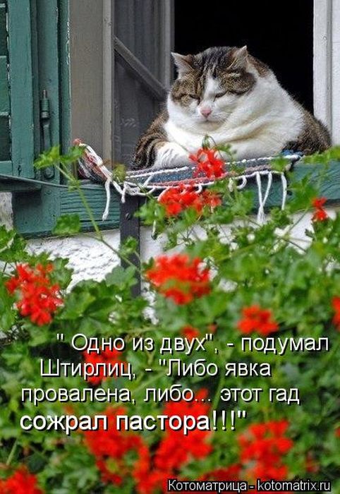 Котоматрицы (картинки с надписями)
