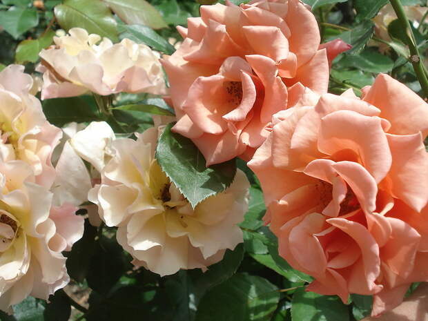 Teguila и Ann Henderson.jpg