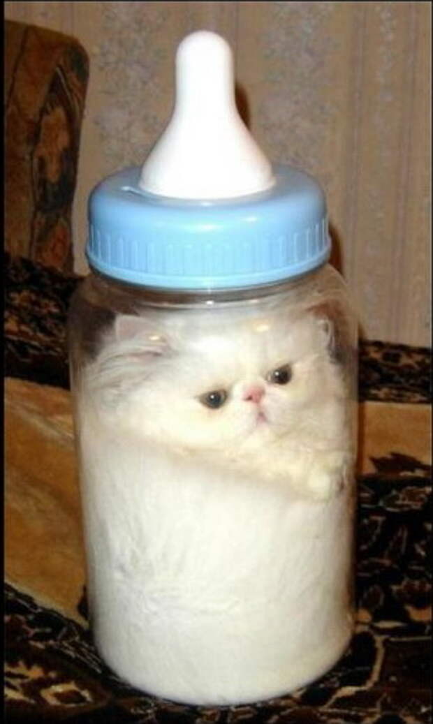 Коты в жидкой форме