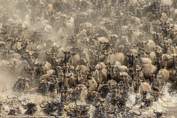 Мигригующие стада антилоп гну переходят через реку Мара. Сильное течение и притаившиеся крокодилы превращают переправу в смертельно опасное мероприятие искусство, конкурс, красота, фото