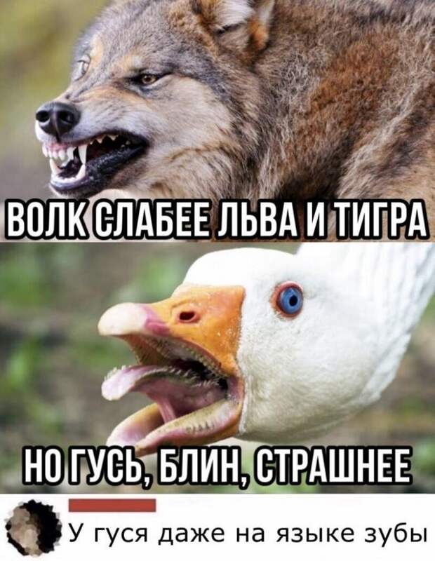 Убойные комментарии из соцсетей