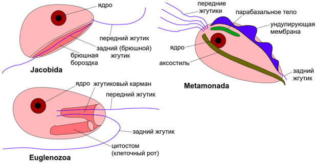 Рис. 6. Три типа строения клеток «Excavata»