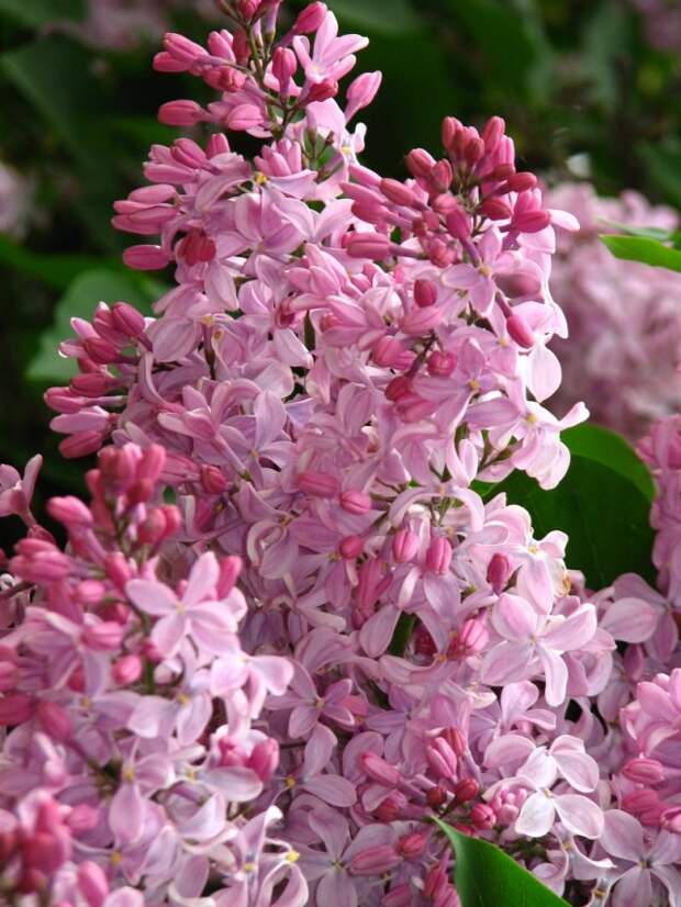 Сирень гиацинтовая «Бюффон» (Syringa hyacinthiflora 'Buffon') Сирень гиацинтовая «Бюффон» (Syringa hyacinthiflora 'Buffon')