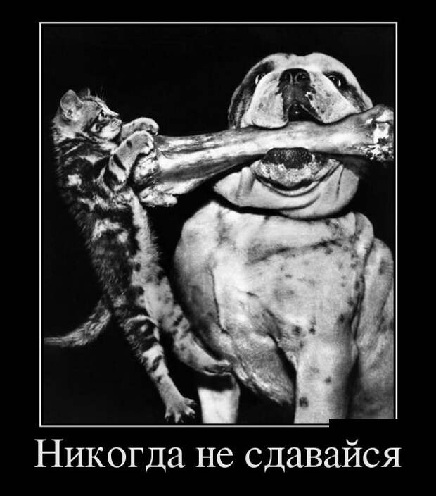 Свежие пятничные демотиваторы для веселья (11 фото) Свежие пятничные демотиваторы для веселья (11 фото)