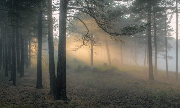 Фотографии туманных пейзажей красиво, пейзажи, природа, туман, фотографии