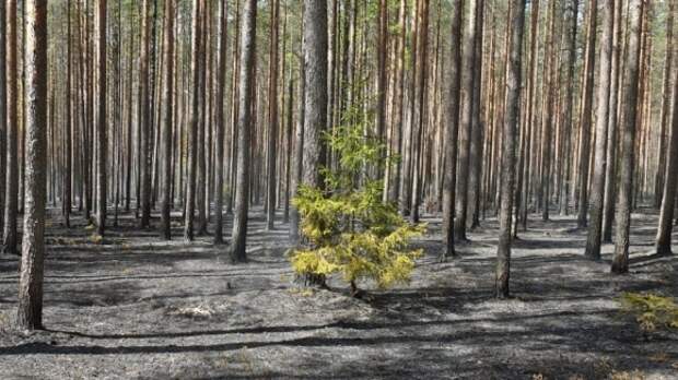 Обновленная стратегия развития лесного комплекса до 2030 года появится в России
