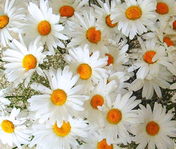 Солнечная ромашка