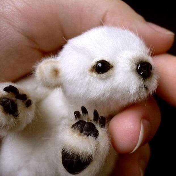 маленький белый медведь
