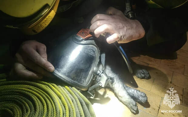 В Ефремове при пожаре эвакуировали десять человек и спасли кота