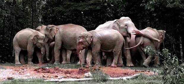 killer-elephants