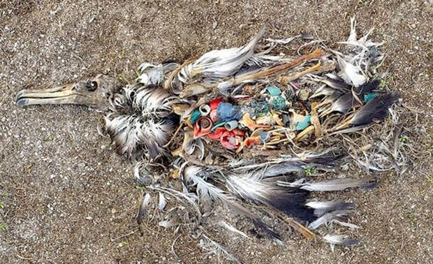 Пластик внутри умершей чайки. кашалот, кит, пластик