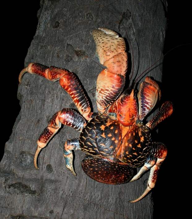 Coconutcrab05 Самый крупный представитель членистоногих, кокосовый краб!