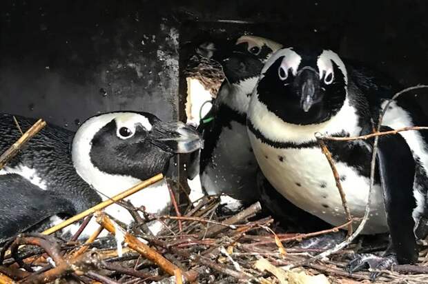 Пернатая любовь втроем: в Германии пингвинихи-лесбиянки приняли в семью одинокого самца и ждут птенцов