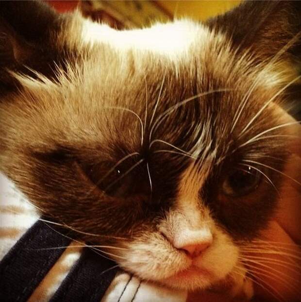 кошка