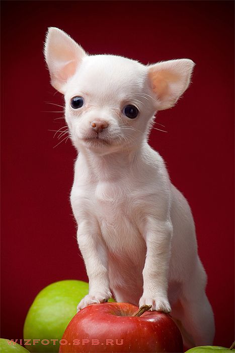 Позитив. Классные животные (89 фото)