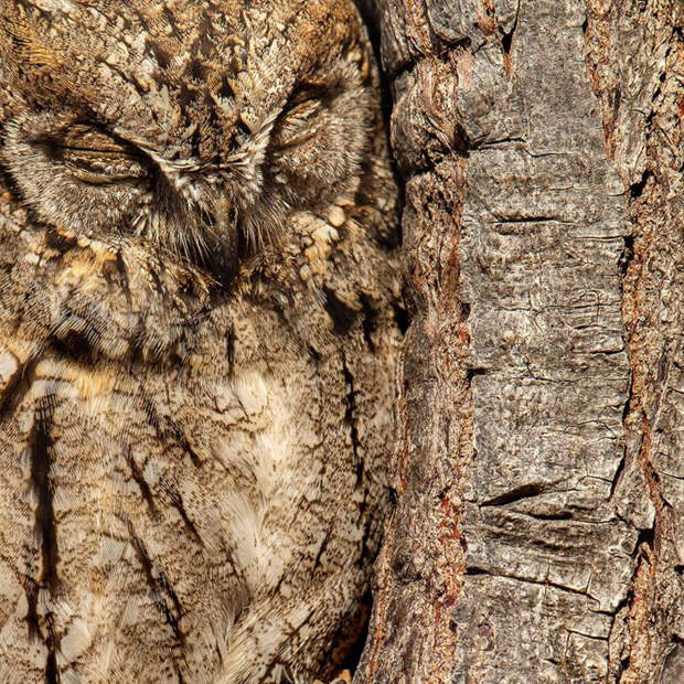 Победители фотоконкурса Bird Photographer of the Year 2020