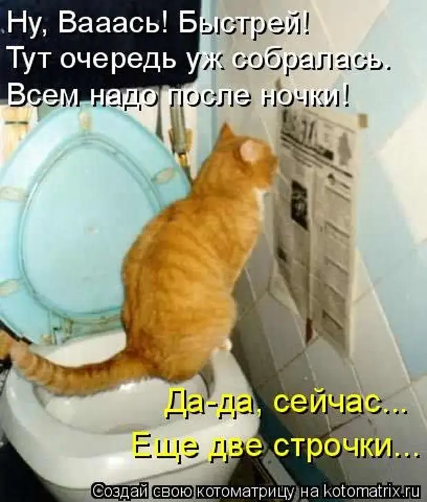 Надо после. Смешные коты на унитазе. Кот на унитазе прикол. Коты смешные с надписями в туалете. Кошачий туалет прикол.