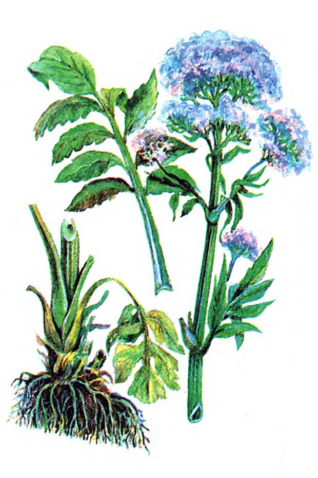 Лекарственное растение валериана