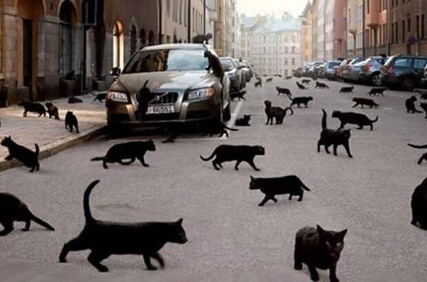 Черная кошка дорогу перебежала история, факты
