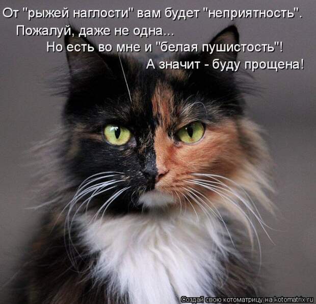 Лучшие котоматрицы недели (50 фото)