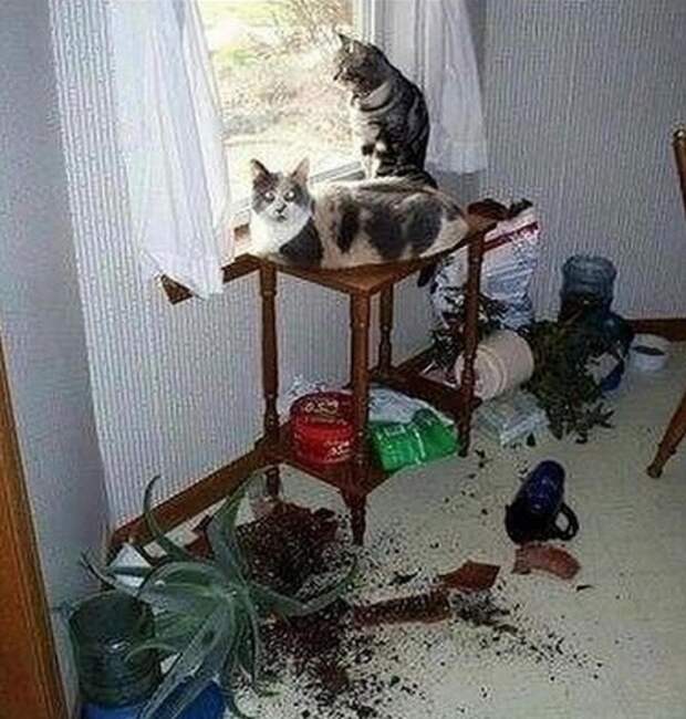 10 самых наглых котов, которых поймали с поличным (фото)