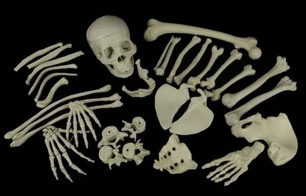 Торговля человеческими костями и скелетами в XIX веке