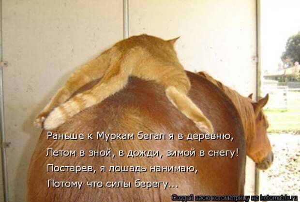 Лучшие котоматрицы недели (50 фото)