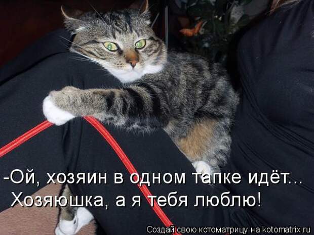 Котоматрица 13 (600x450, 48Kb)