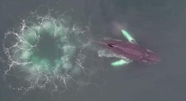 Горбатые киты ловят добычу при помощи колец из пузырей