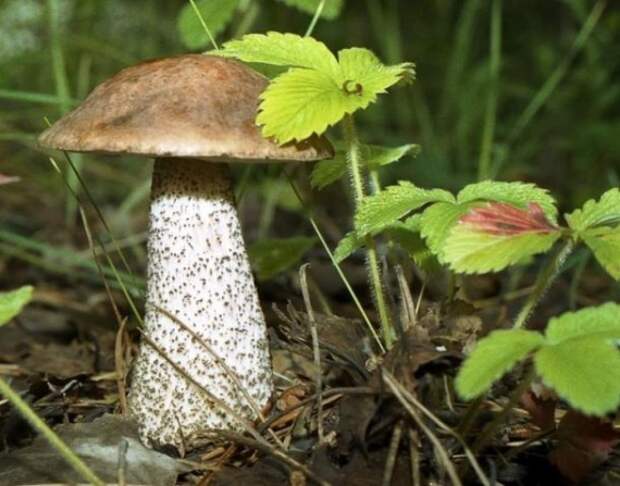 Органическая еда, натуральные продукты: Выращиваем лесные грибы на даче