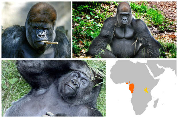 Гориллы. На сегодня в дикой природе осталось около 800 особей горилл. животные, исчезающие, прирорда, фауна
