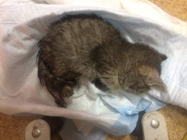 Новосибирец спас замерзшего котенка из-под колес автомобиля видео, добро, доброта, котенок