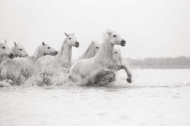 Белые лошади Камаргу. Фотограф Дрю Доггетт
