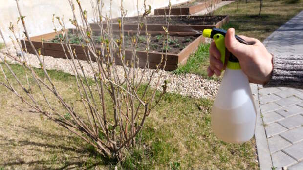 Чем опрыскать смородину от вредителей весной: препараты, схемы и правила обработки