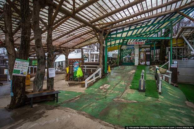 Лисья республика животные, лисы, япония