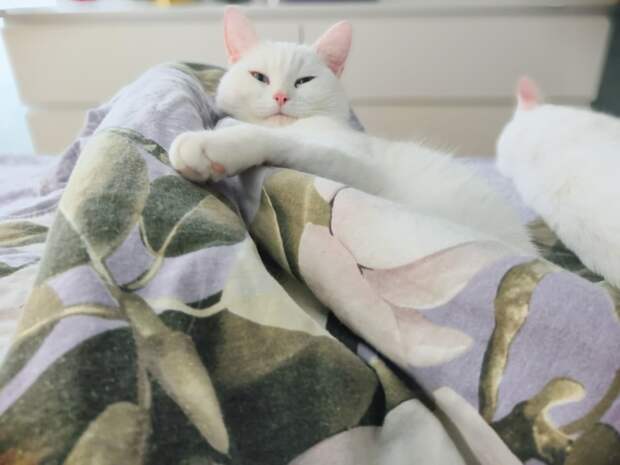 помощь двум котам белый кот
