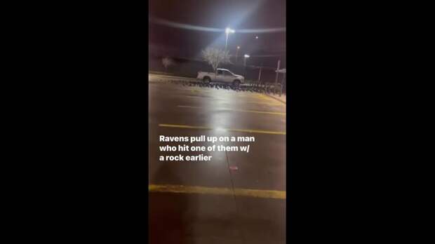 Мужик кинул камнем в ворону — на следующий день возле машины его ждал сюрприз.