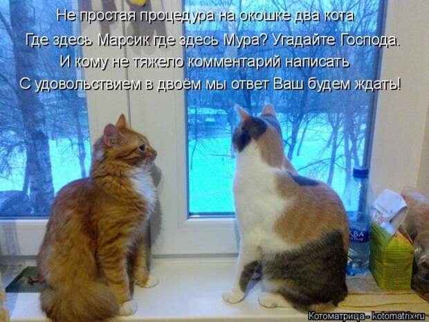 Лучшие котоматрицы недели (50 фото)
