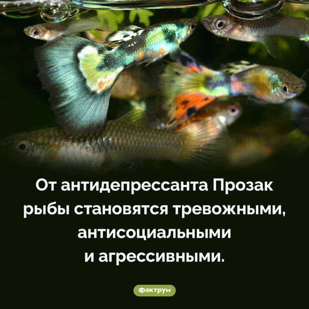 Подборка интересных фактов № 81 Познавательно, Факты, Подборка, Картинка с текстом, Фактрум, Длиннопост