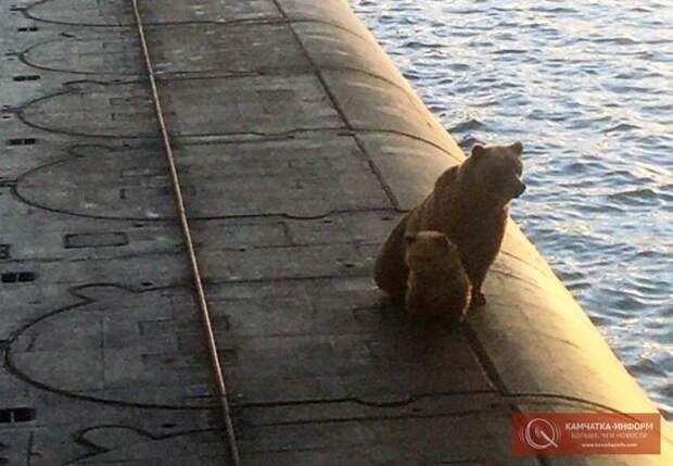 На Камчатке на подводной лодке застрелили медведицу с медвежонком (видео)