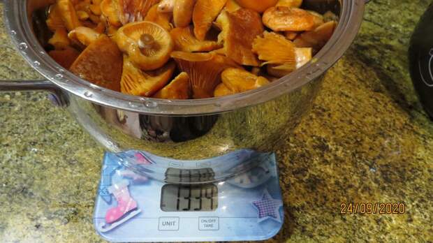 Взвесить рыжики, чтобы понять, сколько соли насыпать.Соль сыпем сразу в кастрюлю на весах, прибавив нужное количество к весу грибов. Я добавила 50 гр,цифра на весах стала 1384.