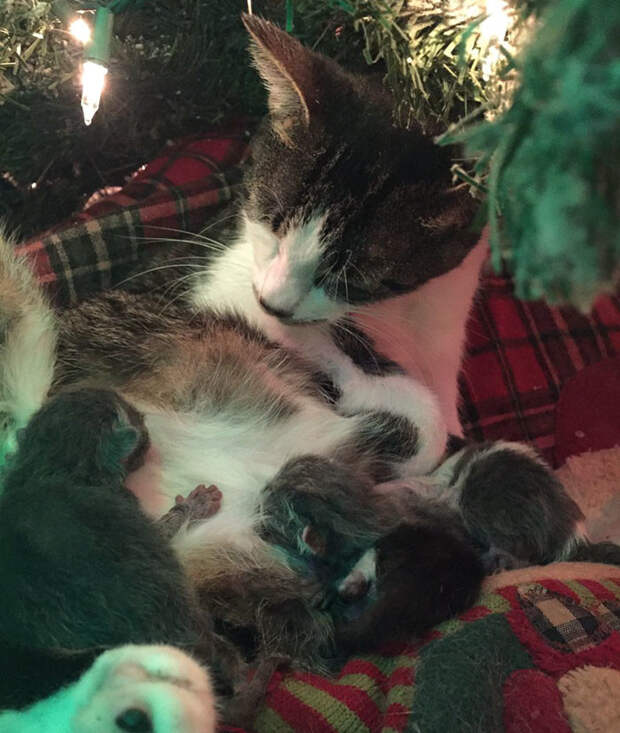 Кошка родила четверых под новогодней елкой, сделав хозяйке лучший рождественский подарок елка, котята, кошка, новый год, рождество