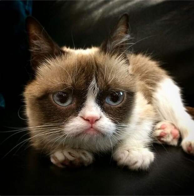 кошка