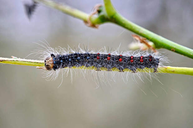 Ядовитая гусеница вызвала аллергию у россиянки на Бали