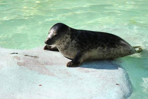 Калининградский зоопарк впервые выпустит в природу тюленей, родившихся в зоопарке