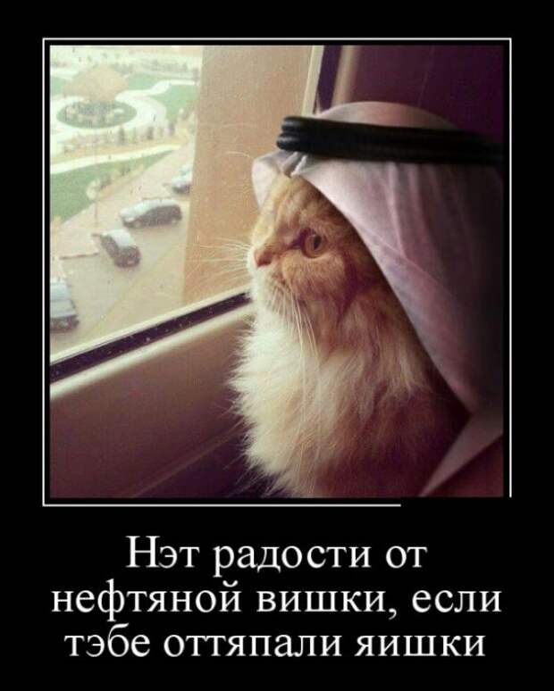 Демотиваторы (30 фото)