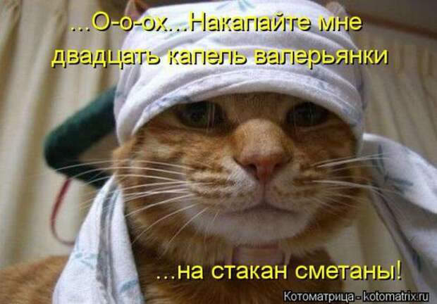 Котоматрицы (картинки с надписями)