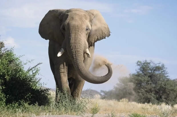 Слон жестоко убил туриста в национальном парке Таиланда