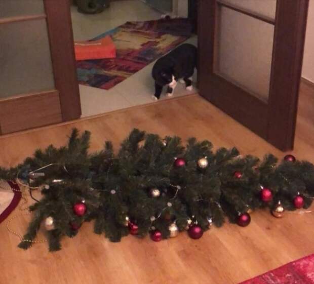 10 самых наглых котов, которых поймали с поличным (фото)