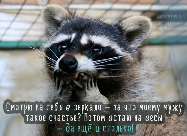 Завораживающее многообразие картинок животных